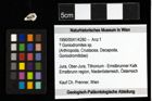 Foto (Objekt + Etiketten) von ? Goniodromites sp. 